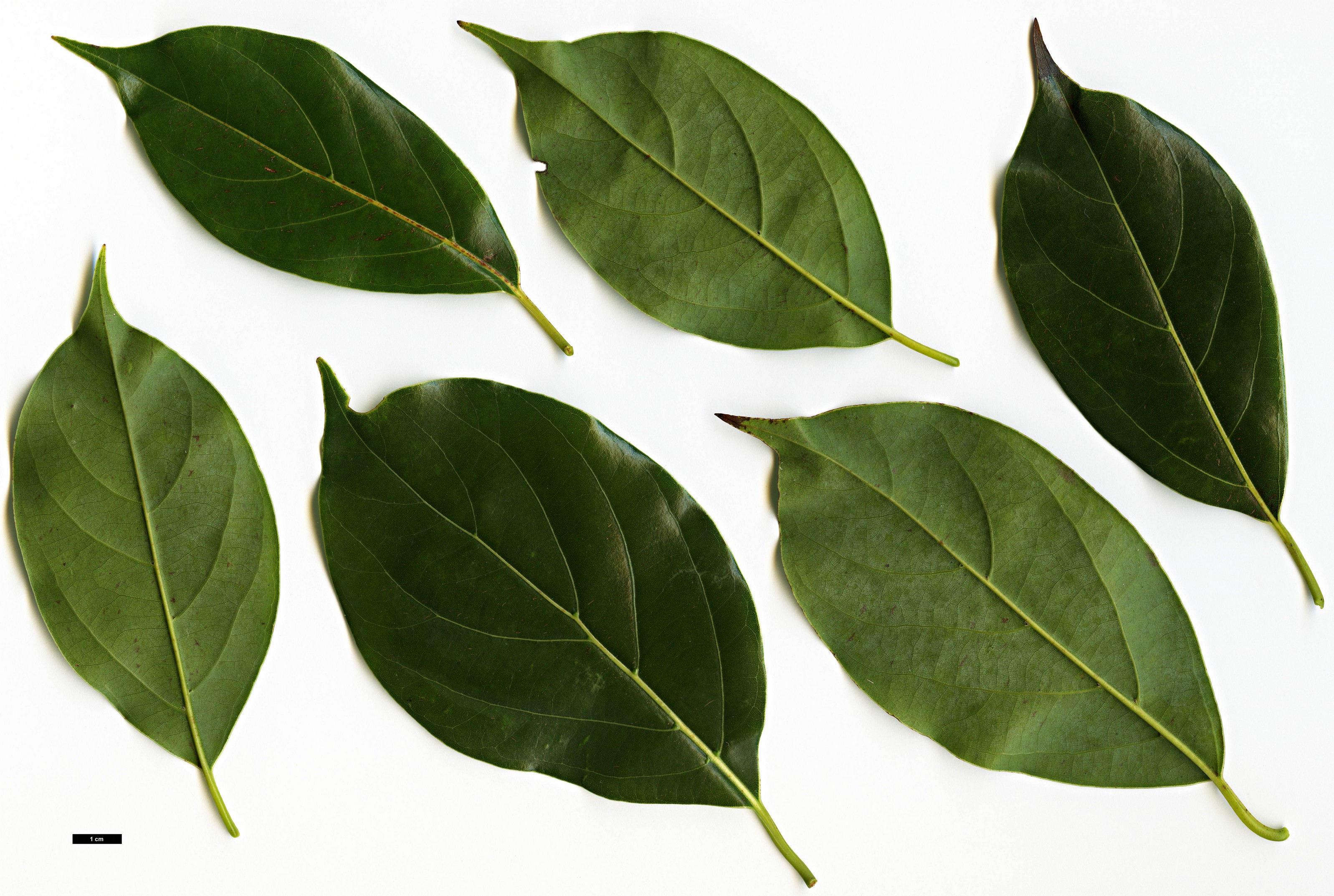 High resolution image: Family: Lauraceae - Genus: Cinnamomum - Taxon: glanduliferum High resolution image: Family: Lauraceae - Genus: Cinnamomum - Taxon: glanduliferum